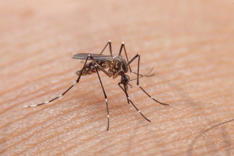 TODOS CONTRA A DENGUE